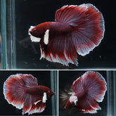 Big Ear Dumbo Deep Lavender Color Over Halfmoon Tail - Live Aquarium Male Betta Fish